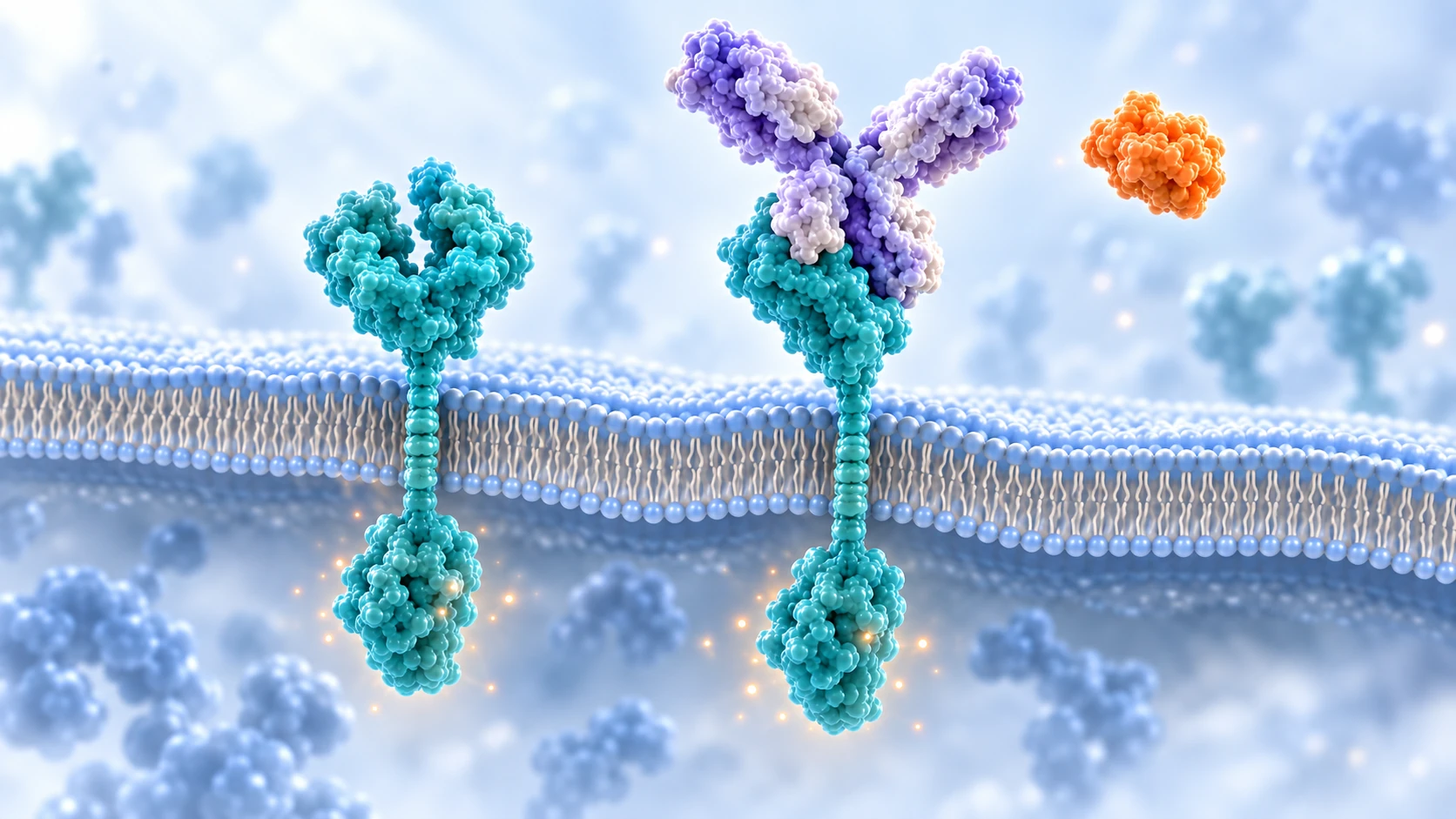 Schematic cetuximab binding EGFR outside the cell, with the orange growth factor remaining unbound and reduced intracellular glow.